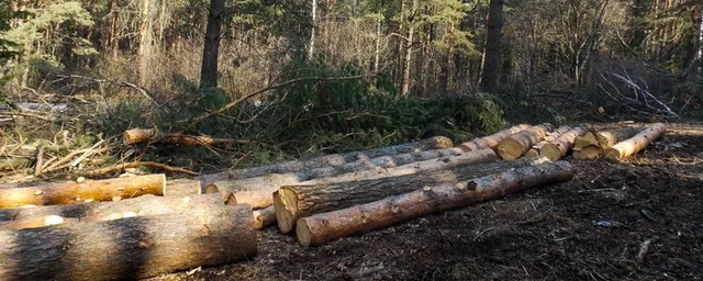 В Кузбассе раскрыта ОПГ, занимавшаяся незаконной вырубкой и отправкой леса в Китай